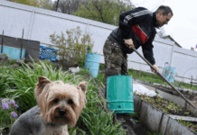 Идеи для сада в майские праздники от Михаила Воробьёва и ПЭК idei dlya sada v majskie prazdniki ot mihaila vorobyova i pek-urbandigest-ru-174593566700-0