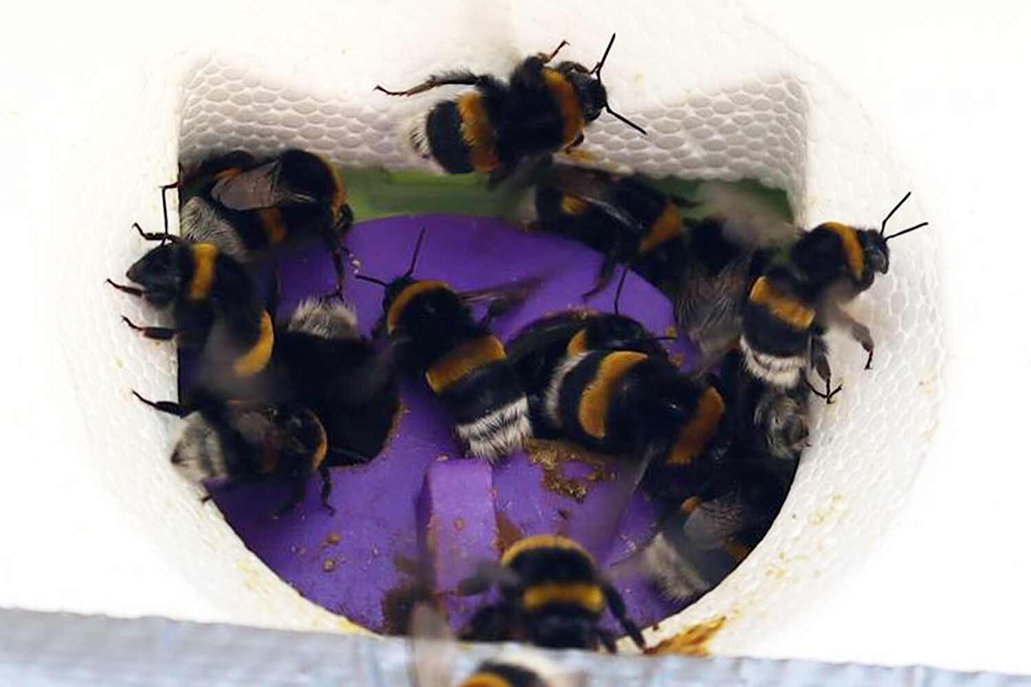 Исследования Индрикиса Крамса помогают защитить Bombus terrestris от Aphomia sociella-0