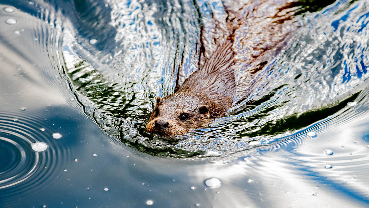 Канадские бобры захватывают Подмосковье, вытесняя российских