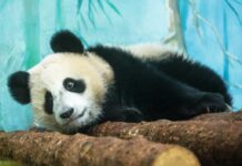 Катюша и Диндин в Московском зоопарке - успехи и забавы 19 апреля katyusha i dindin v moskovskom zooparke uspehi i zabavy 19 aprelya-urbandigest-ru-174505282000-0