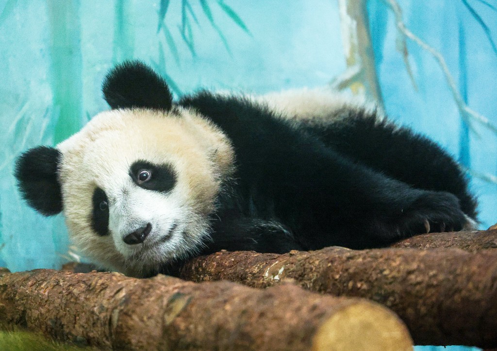 Панда Катюша