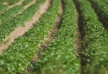 Лайфхаки Михаила Воробьева и садоводов России для подготовки грядок к весне Российский государственный аграрный университет — МСХА имени Тимирязева