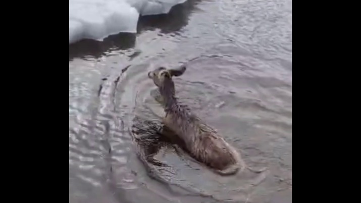 Амурский лесничий вытащил из ледяной реки детеныша косули со сломанным копытом