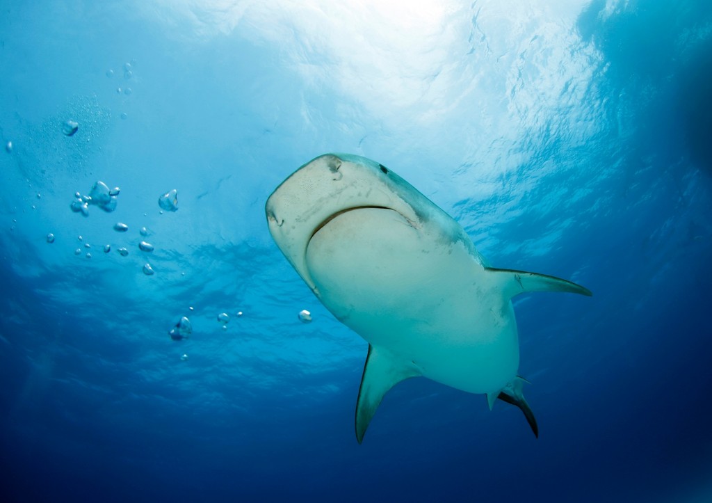 В ближневосточной стране пропал мужчина, на которого напала акула