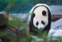 Панда Катюша и Диндин Московский зоопарк свежие фото новости 12 апреля panda katyusha i dindin moskovskij zoopark svezhie foto novosti 12 aprelya-urbandigest-ru-174444416700-0