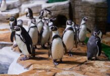 Пингвины Гумбольдта удивляют своим творчеством и играми в океанариуме pingviny gumboldta udivlyayut svoim tvorchestvom i igrami v okeanariume-urbandigest-ru-174576286800-0