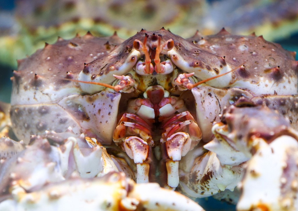 Бизнесмены хотели вывезти в Азию 320 тонн краба и попались