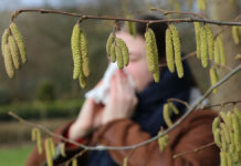 Сергей Чудаков из HealthNet предлагает советы аллергикам на майские праздники PollenOfFloweringHazelTreesCanCauseAllergicRhinitisIn