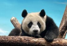 Светлана Акулова рассказывает о милых моментах с Катюшей и Жуи в зоопарке svetlana akulova rasskazyvaet o milyh momentah s katyushej i zhui v zooparke-urbandigest-ru-174574691400-0