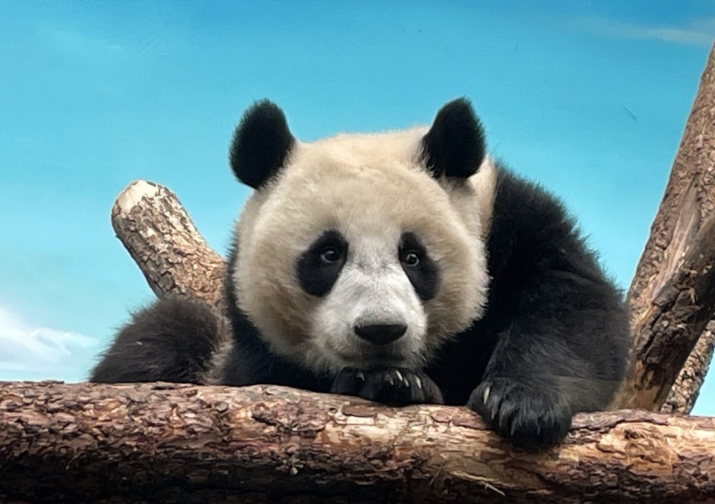 Панда Катюша