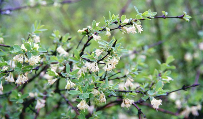 Традиции и запреты в праздник Федорин день 9 июня