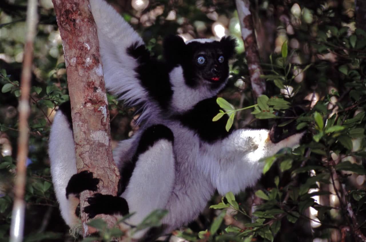 Тайны пения лемуров Indri indri раскрыты Кьярой Де Грегорио-0