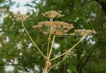 Ученые Нижегородского агроуниверситета открыли новые возможности борщевика uchenye nizhegorodskogo agrouniversiteta otkryli novye vozmozhnosti borshhevika-urbandigest-ru-174532278200-0