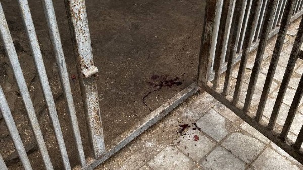 Стали известны условия содержания животных зоопарка, в котором тигр загрыз работника