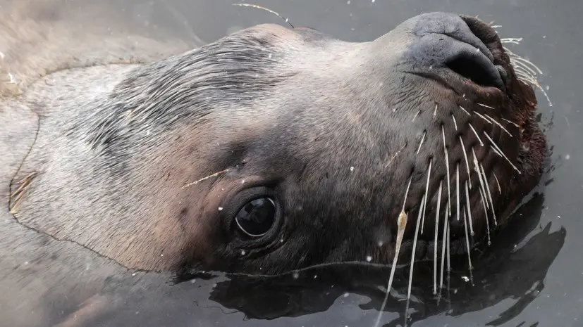 В черте Петропавловска-Камчатского: учёные изучили адаптацию морских львов к жизни рядом с людьми