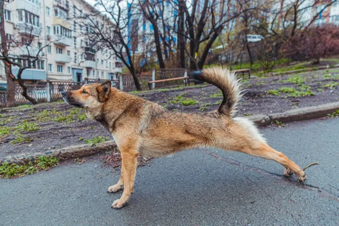 aleksandr bastrykin vzyal na kontrol situacziyu s bojczovskoj sobakoj vo vladivostoke-urbandigest-ru-174716018500-0