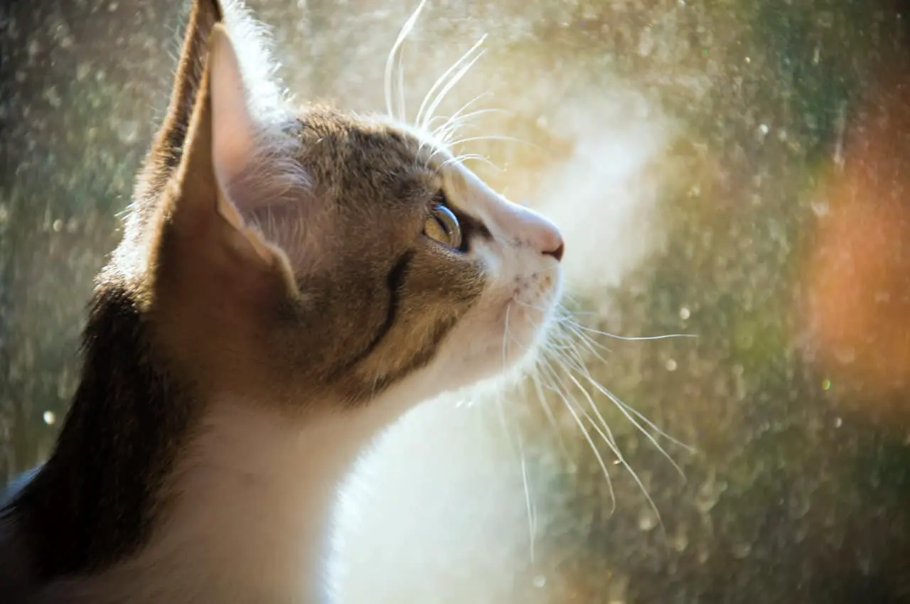 Александр Караулов и команда Сеченовского университета создали уникальную вакцину АллергочипРФ-0