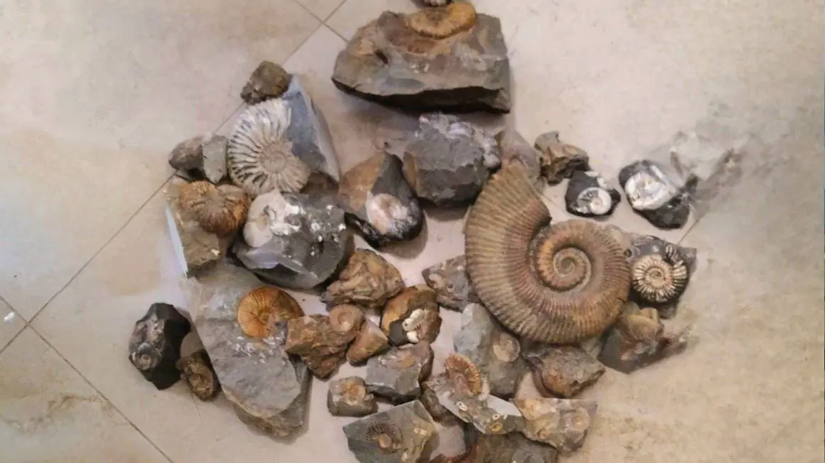 Студент из Москвы пытался отправить в США посылки с древними моллюсками