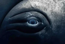 Джейкоб Болин из Университета Северной Каролины исследует зрение Megaptera novaeangliae dzhejkob bolin iz universiteta severnoj karoliny issleduet zrenie -urbandigest-ru-174789081100-0