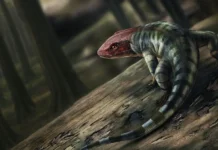 Джон Лонг и Университет Флиндерс раскрывают новые факты о Гондване dzhon long i universitet flinders raskryvayut novye fakty o gondvane-urbandigest-ru-174723596600-0