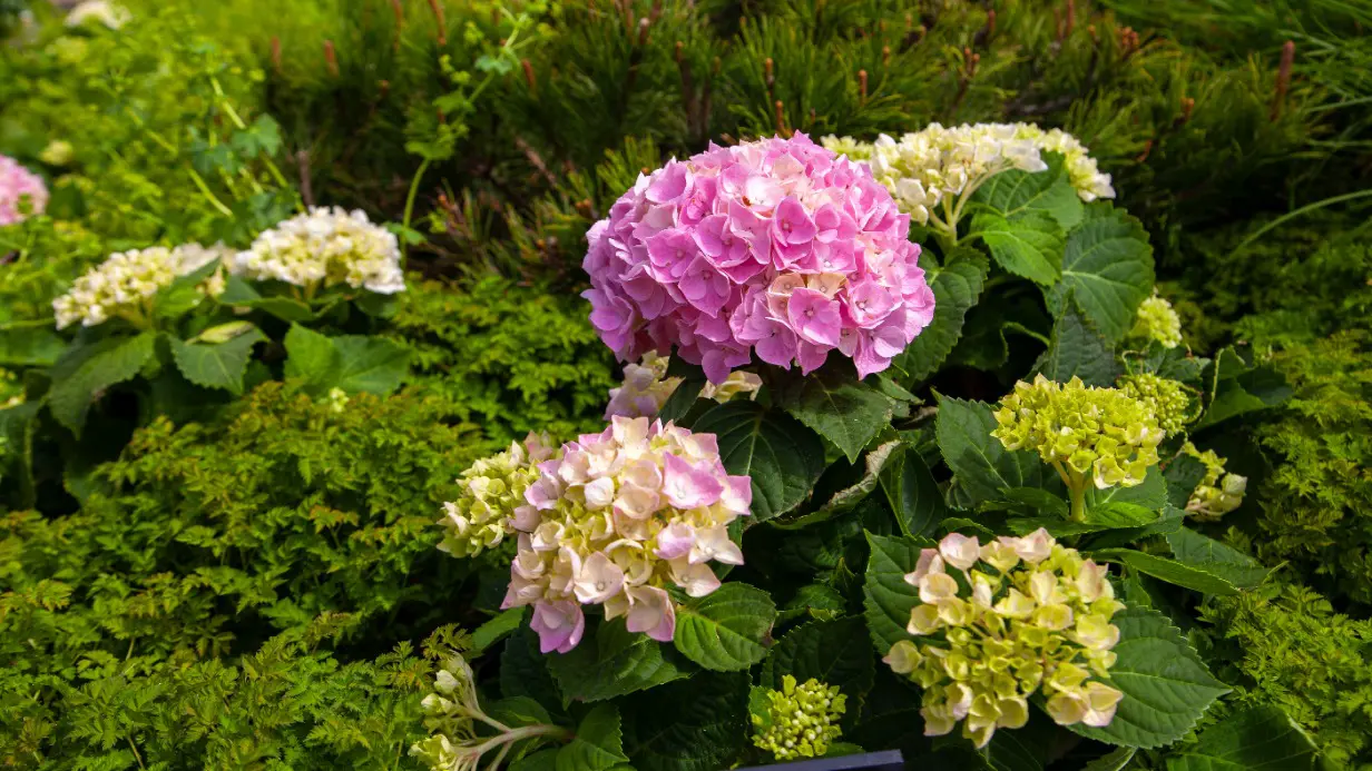 Три локации, три атмосферы: «Сады и цветы» предложат путешествие по временам