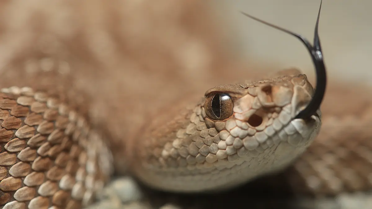 Ядовитые змеи массово атакуют российских туристов на Бали