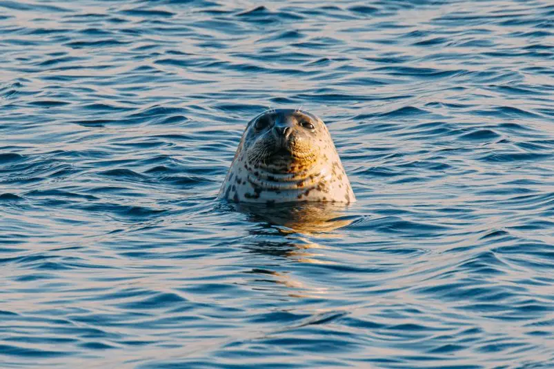 Фото: primamedia.ru