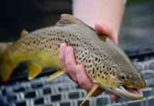 Рыбаки Геленджика радуются форелевому ажиотажу в Кабардинке rybaki gelendzhika raduyutsya forelevomu azhiotazhu v kabardinke-urbandigest-ru-174860220100-0