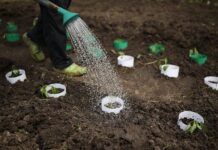 Секреты богатого урожая от Ольги Вороновой и Союза садоводов России sekrety bogatogo urozhaya ot olgi voronovoj i soyuza sadovodov rossii-urbandigest-ru-174648355900-0