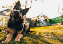 Сидни Суини и Лиса из Blackpink на Met Gala рассказывают о стрессе питомцев sidni suini i lisa iz na rasskazyvayut o stresse pitomczev-urbandigest-ru-174713516300-0