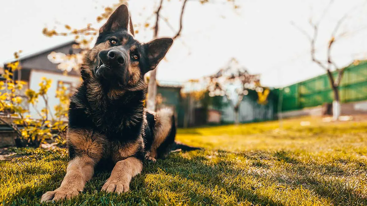 Ветврач Шеляков осудил Сидни Суини за приезд с собакой на Met Gala