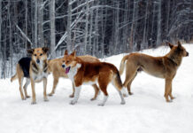 Университет Южной Каролины делает открытия о чернобыльских собаках universitet yuzhnoj karoliny delaet otkrytiya o chernobylskih sobakah-urbandigest-ru-174643703800-0