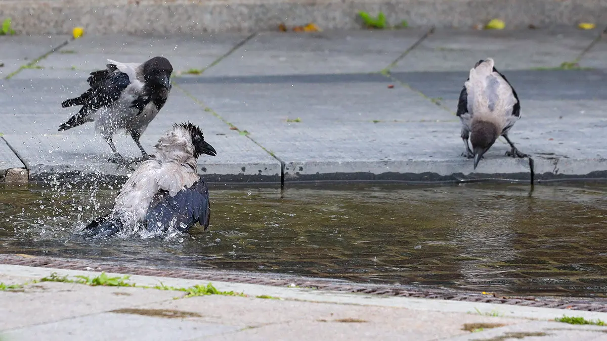 Ворона напала на подростка в Раменках, очевидцам пришлось вызывать спасателей