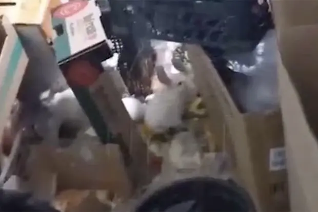 Вводная картинка