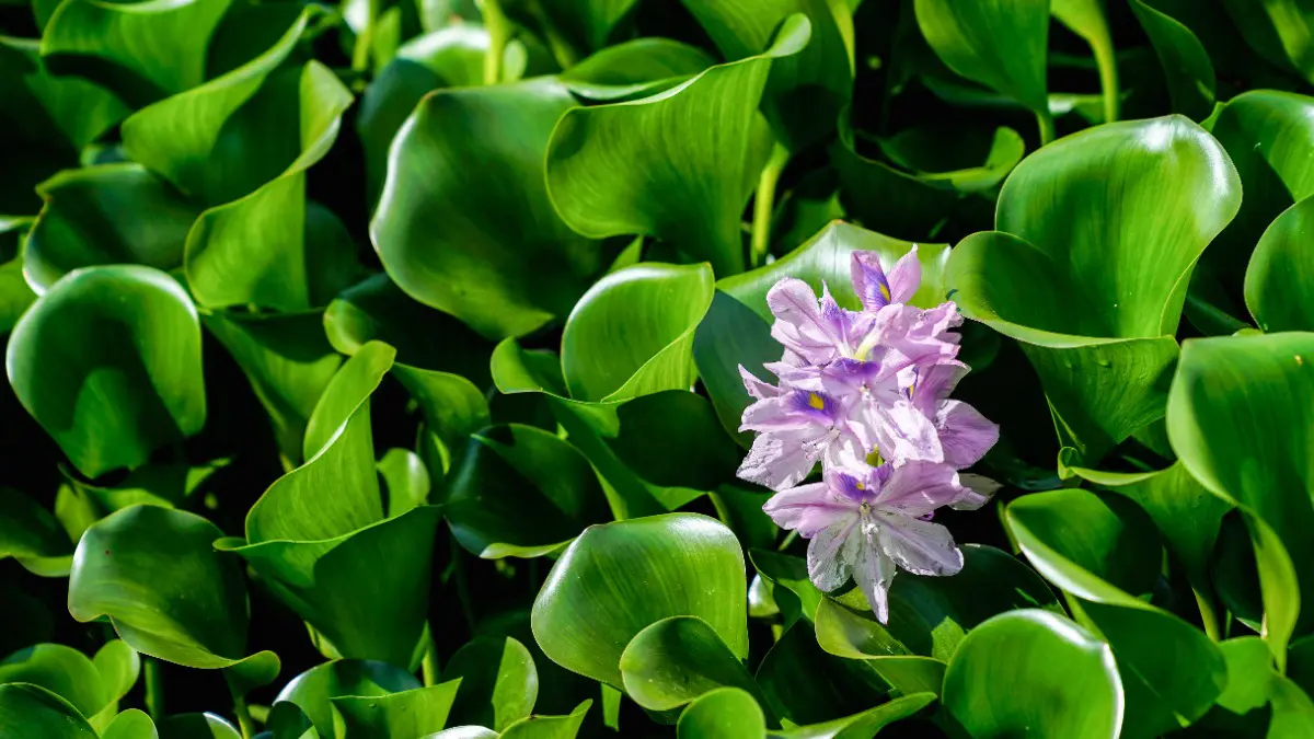 Более 5 тысяч тропических растений высадят на городских очистных сооружениях поверхностного стока в 2025 году