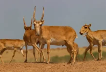 Фермеры Саратова ищут гармонию с природой и возвращают сайгаков fermery saratova ishhut garmoniyu s prirodoj i vozvrashhayut sajgakov-urbandigest-ru-0