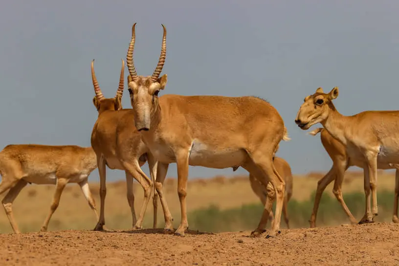Фермеры Саратова ищут гармонию с природой и возвращают сайгаков-0