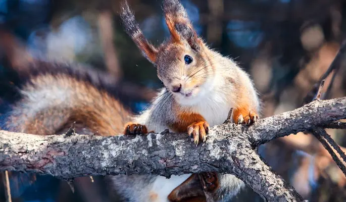 Горожанам пообещали солнечную погоду без осадков в Москве 25 февраля