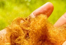 POSTECH и Донг Су Хван открывают новые горизонты для морского шелка Pinna nobilis i dong su hvan otkryvayut novye gorizonty dlya morskogo shelka -urbandigest-ru-0