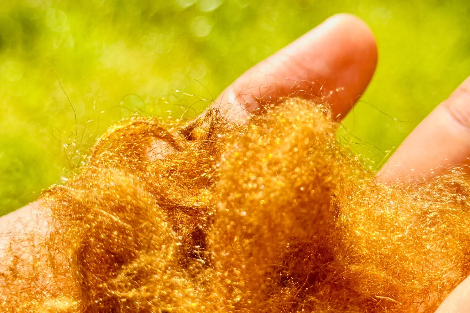 POSTECH и Донг Су Хван открывают новые горизонты для морского шелка Pinna nobilis-0