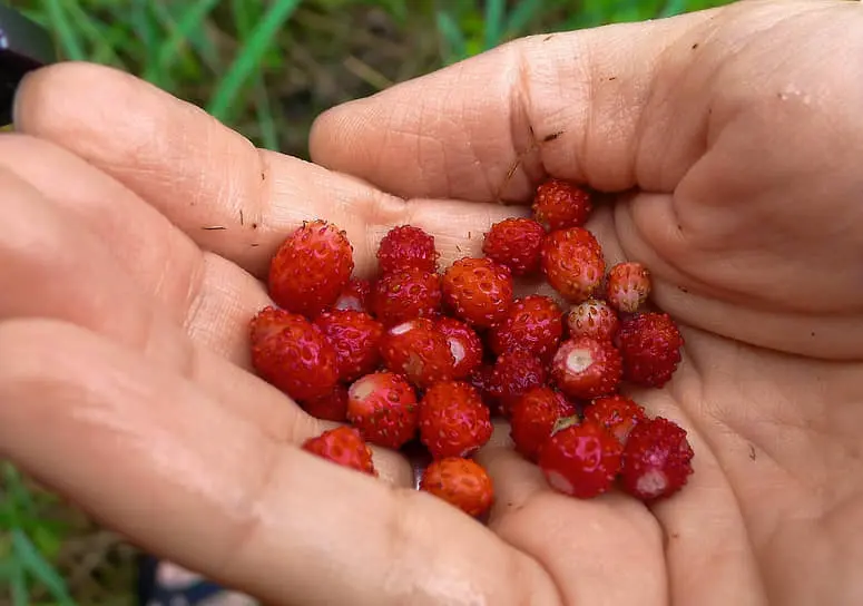 Лесная земляника стала деликатесом от Ирины Козий и Евгения Митницкого-0