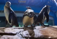 Пингвины Гумбольдта из Приморского океанариума нашли новый дом в зоопарках России pingviny gumboldta iz primorskogo okeanariuma nashli novyj dom v zooparkah rossii-urbandigest-ru-0