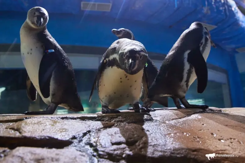 Пингвины Гумбольдта Дмитрий Осипчук, ИА PrimaMedia