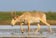 Сайгаки из Казахстана и Саратовской области представляют вызовы и возможности для фермеров sajgaki iz kazahstana i saratovskoj oblasti predstavlyayut vyzovy i vozmozhnosti dlya fermerov-urbandigest-ru-0