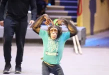 Сергей Собянин сообщил о выборе москвичами проекта нового цирка sergej sobyanin soobshhil o vybore moskvichami proekta novogo czirka-urbandigest-ru-0