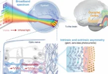 Теллуровые нанопровода в сетчаточном протезе помогут восстановить зрение Macaca fascicularis tellurovye nanoprovoda v setchatochnom proteze pomogut vosstanovit zrenie -urbandigest-ru-0