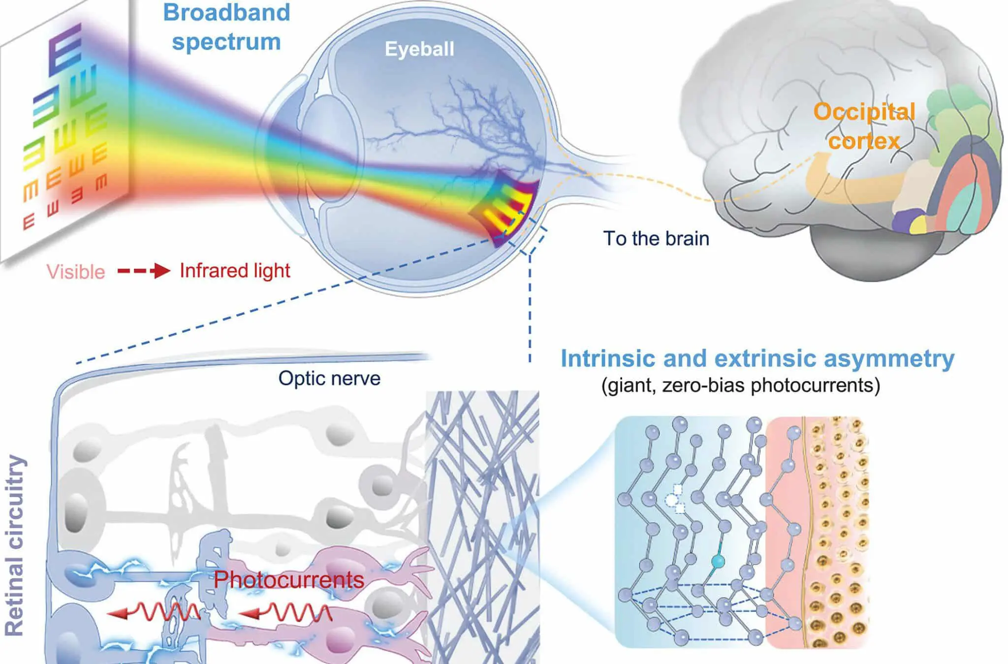 Теллуровые нанопровода в сетчаточном протезе помогут восстановить зрение Macaca fascicularis-0