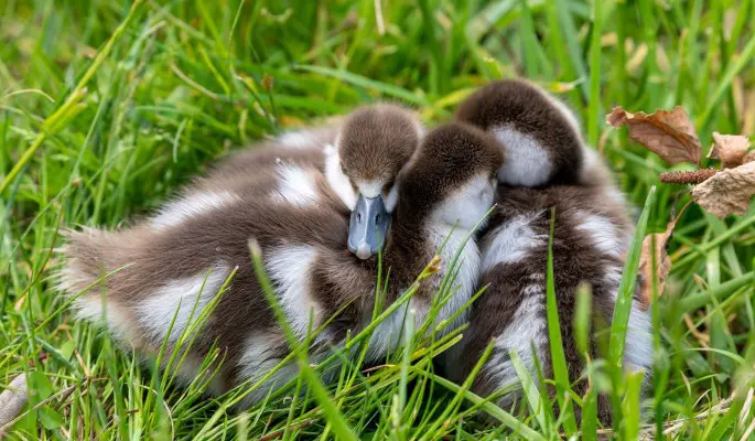 Обитатели природных территорий Москвы готовят детенышей к самостоятельной жизни