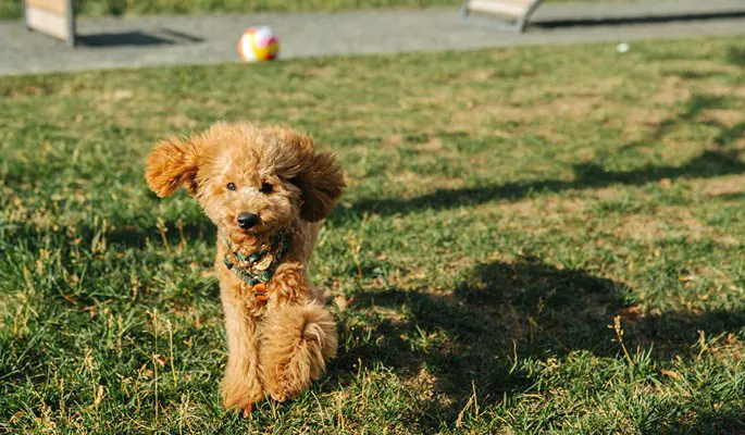 В Западном Дегунине сделали площадку для домашних животных