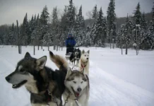 Киммик рассказывает о древней миграции и арктических собаках инуитов kimmik rasskazyvaet o drevnej migraczii i arkticheskih sobakah inuitov-urbandigest-ru-0